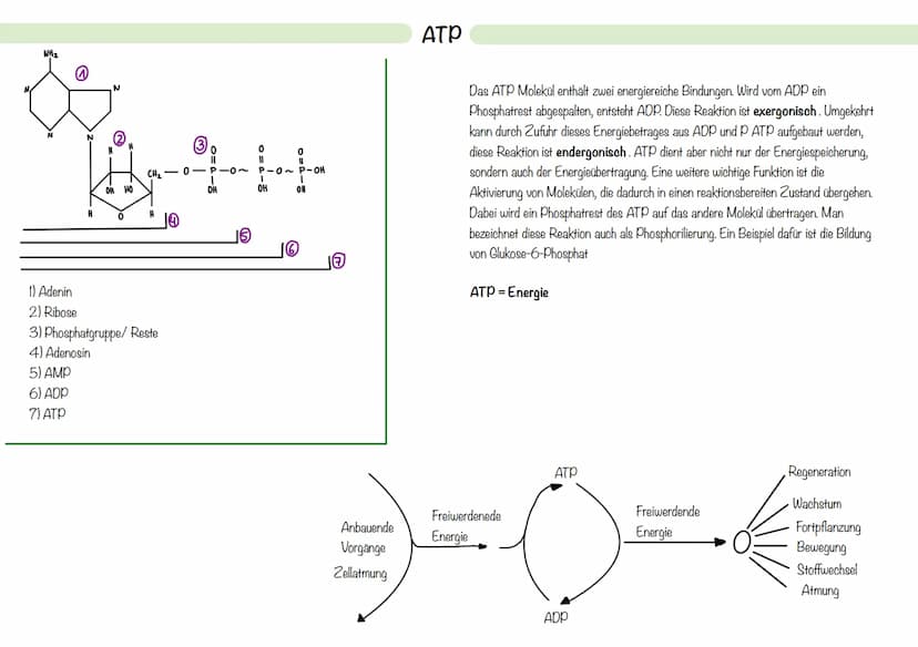 Mitochondrien:
> Zellorganell, welches von einer Doppelmembran umschlossen ist und eine eigene
Erbsubstanz enthält > Mitochondrien DNA
- ste