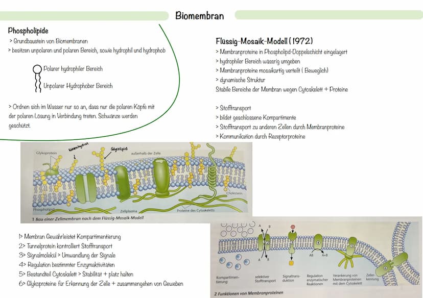Mitochondrien:
> Zellorganell, welches von einer Doppelmembran umschlossen ist und eine eigene
Erbsubstanz enthält > Mitochondrien DNA
- ste