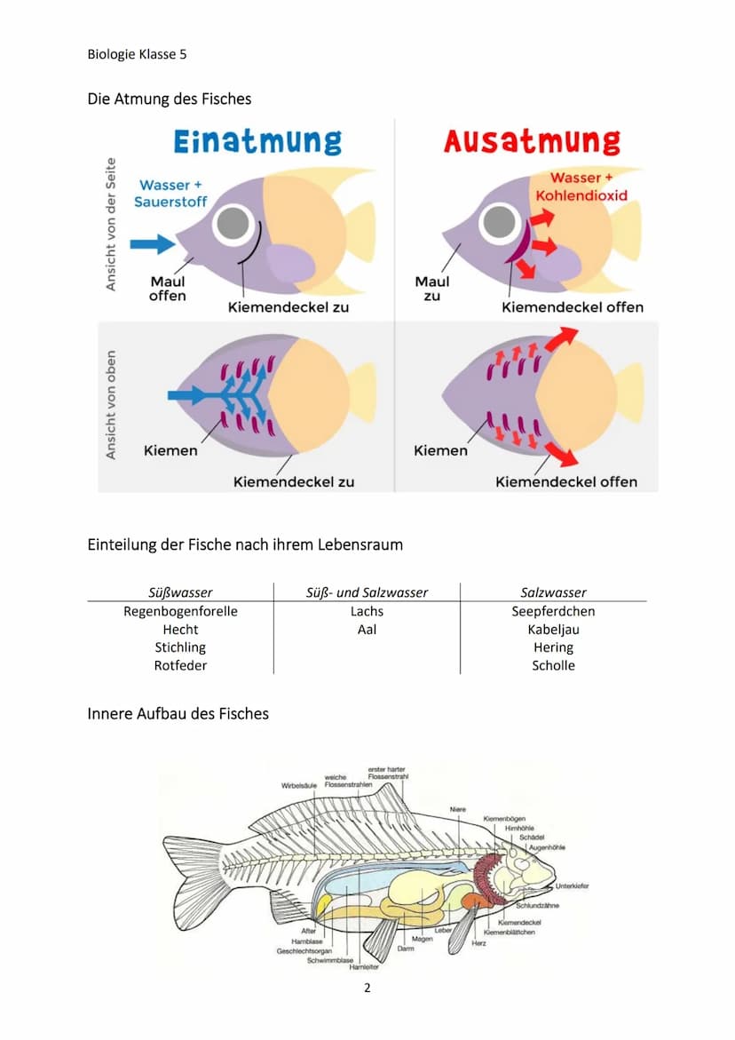 Biologie Klasse 5
MERKMALE DER LEBEWESEN
Merkmale des Lebens
→ Bewegung
→Reizbarkeit
→ Stoffwechsel/Ernährung
→ Wachstum
→Fortpflanzung
Die 