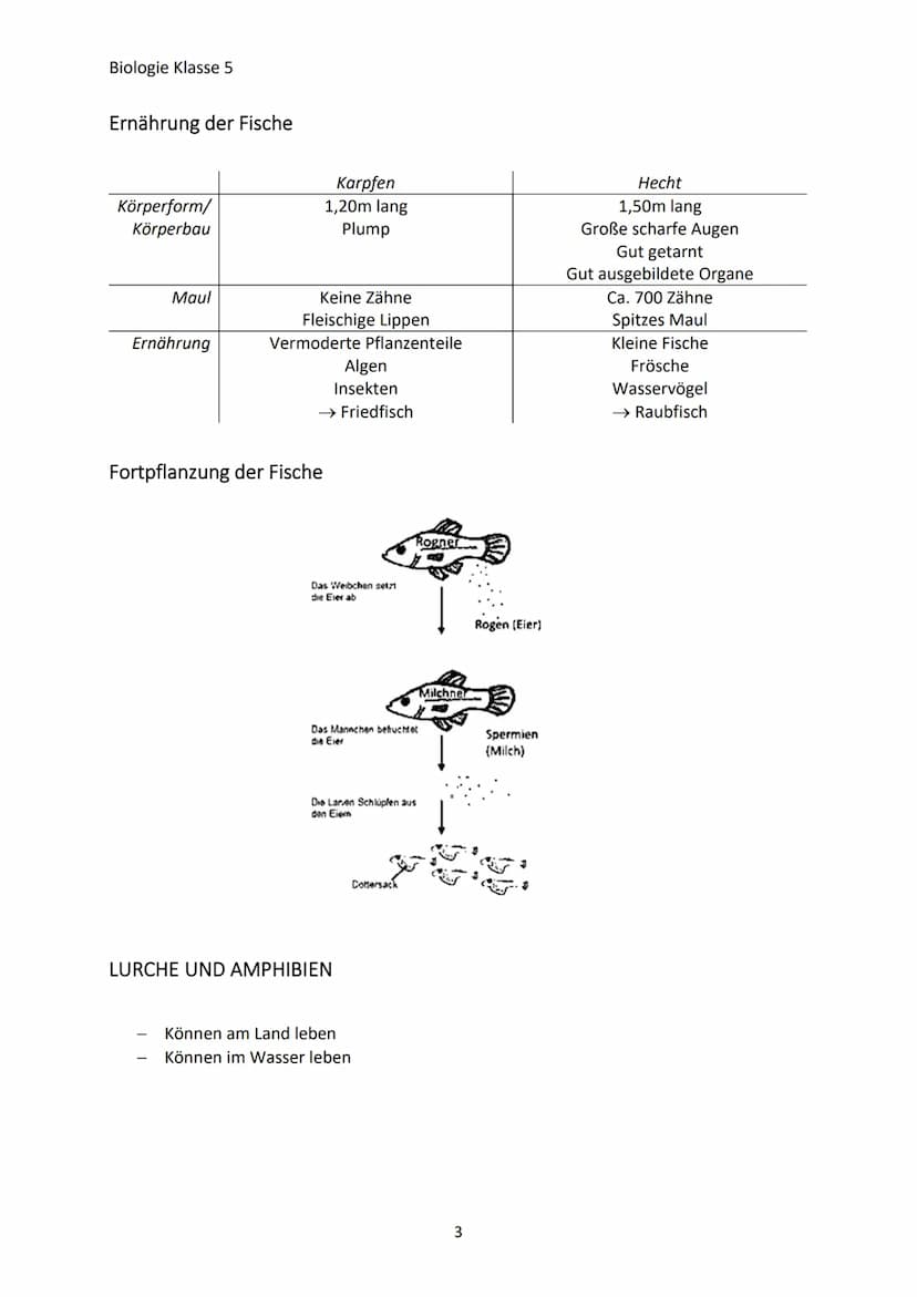 Biologie Klasse 5
MERKMALE DER LEBEWESEN
Merkmale des Lebens
→ Bewegung
→Reizbarkeit
→ Stoffwechsel/Ernährung
→ Wachstum
→Fortpflanzung
Die 