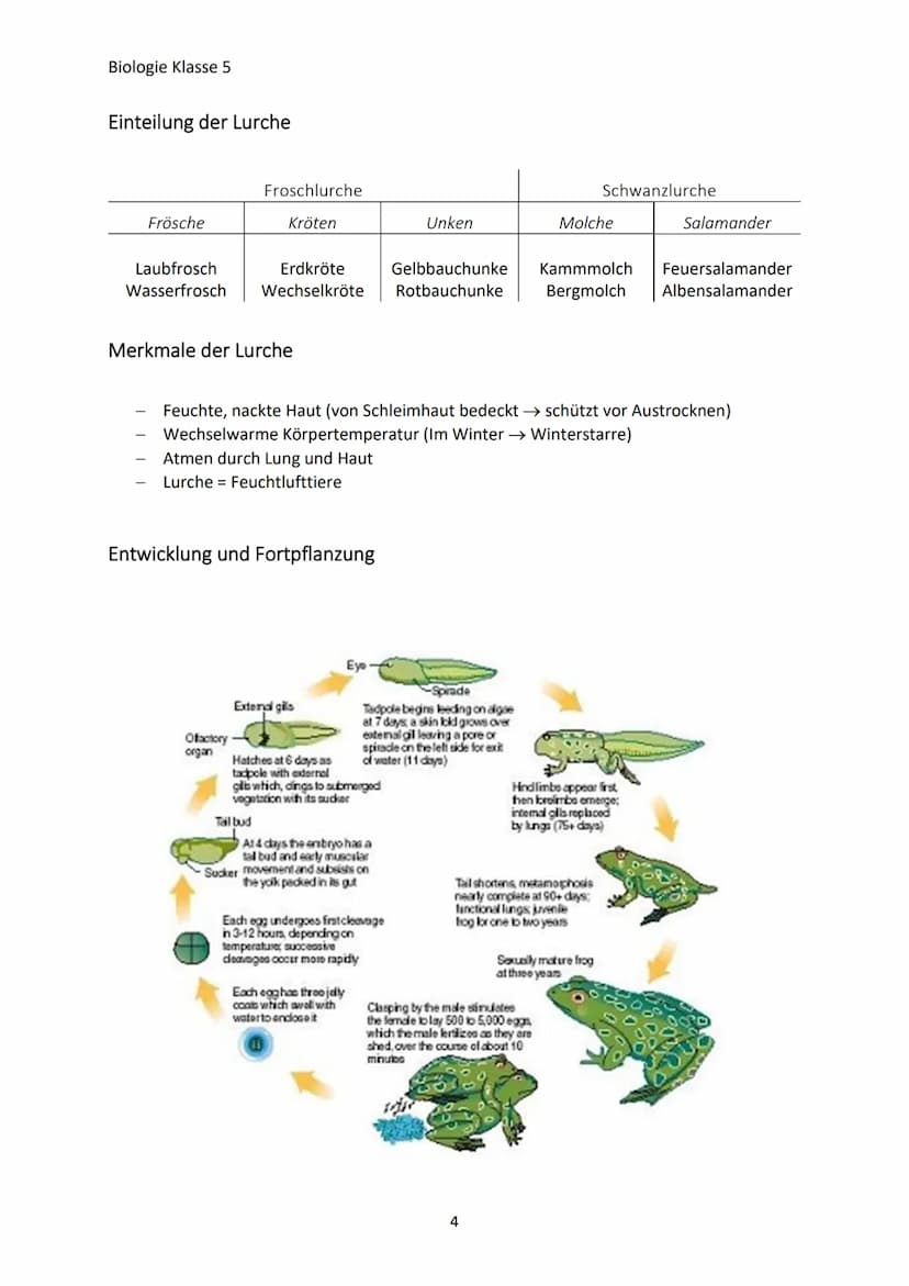 Biologie Klasse 5
MERKMALE DER LEBEWESEN
Merkmale des Lebens
→ Bewegung
→Reizbarkeit
→ Stoffwechsel/Ernährung
→ Wachstum
→Fortpflanzung
Die 