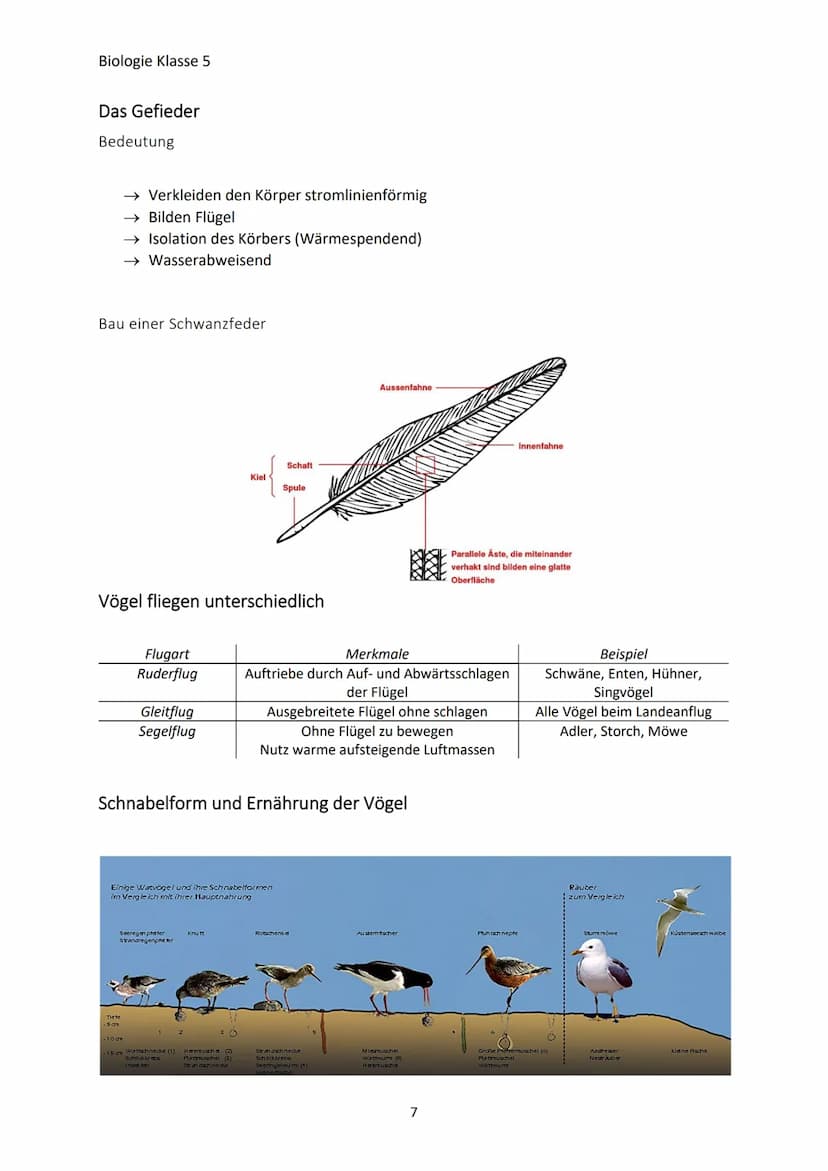Biologie Klasse 5
MERKMALE DER LEBEWESEN
Merkmale des Lebens
→ Bewegung
→Reizbarkeit
→ Stoffwechsel/Ernährung
→ Wachstum
→Fortpflanzung
Die 