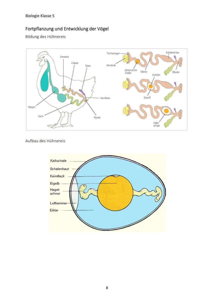 Biologie Klasse 5
MERKMALE DER LEBEWESEN
Merkmale des Lebens
→ Bewegung
→Reizbarkeit
→ Stoffwechsel/Ernährung
→ Wachstum
→Fortpflanzung
Die 