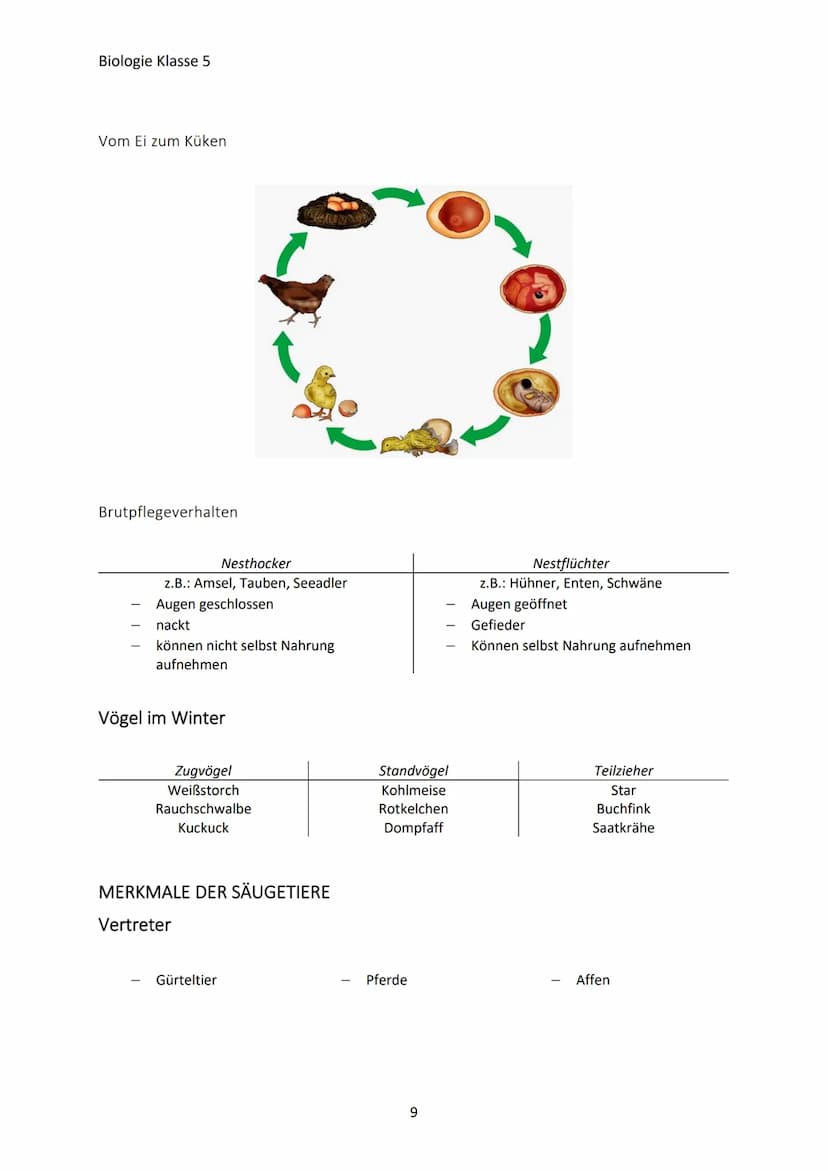 Biologie Klasse 5
MERKMALE DER LEBEWESEN
Merkmale des Lebens
→ Bewegung
→Reizbarkeit
→ Stoffwechsel/Ernährung
→ Wachstum
→Fortpflanzung
Die 