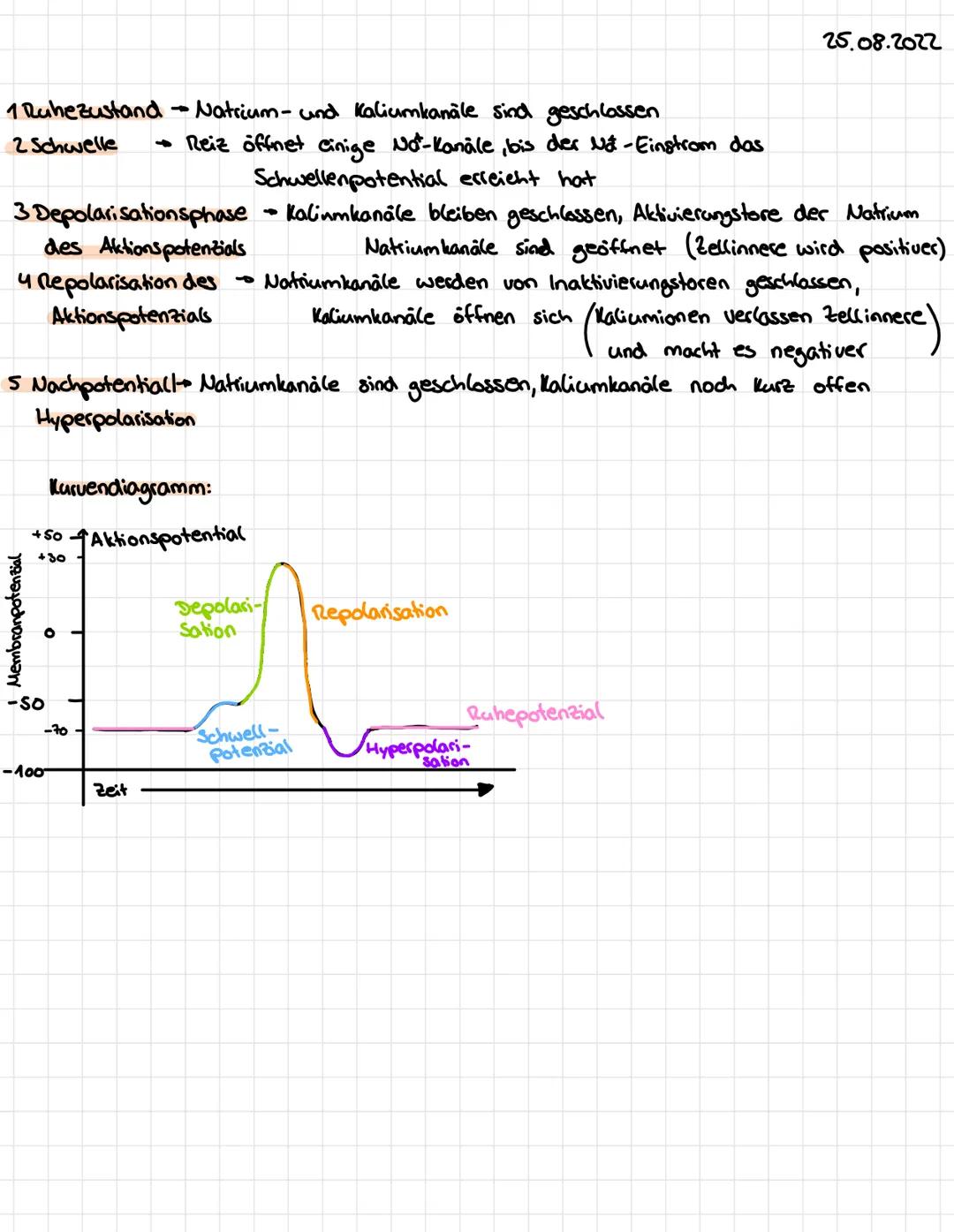 Verlauf Aktionspotenzial 