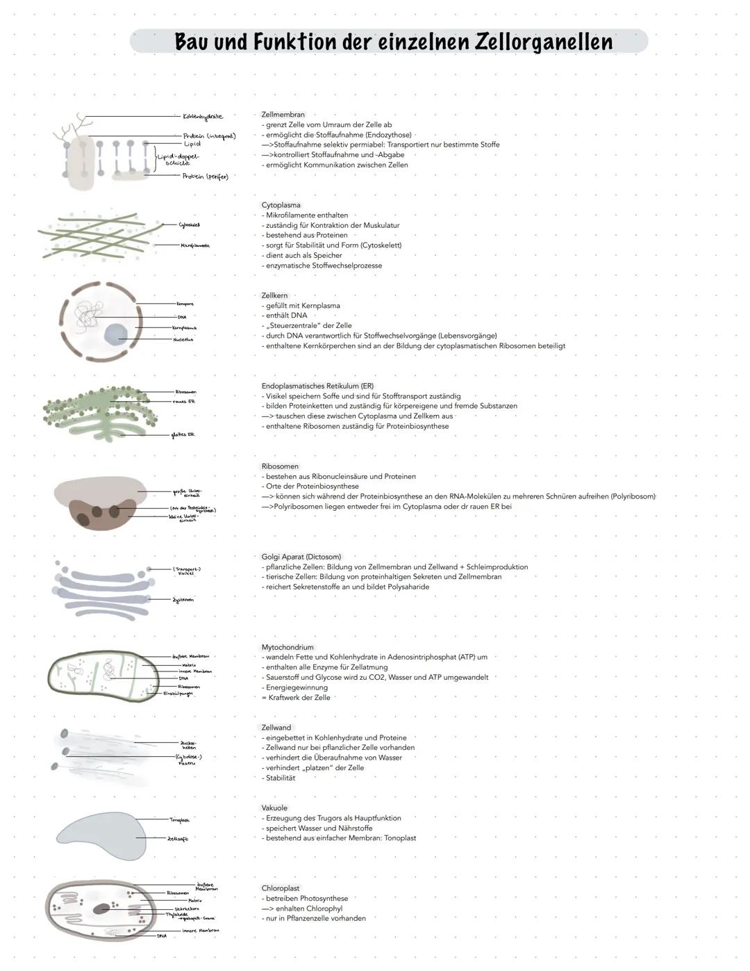 ۱۴س
HIIHD
Bau und Funktion der einzelnen Zellorganellen
·Kohlenhydrate
-Protein (integrat)
Lipid
Lipid-doppel-
'schicht
Protein (perifer)
-N