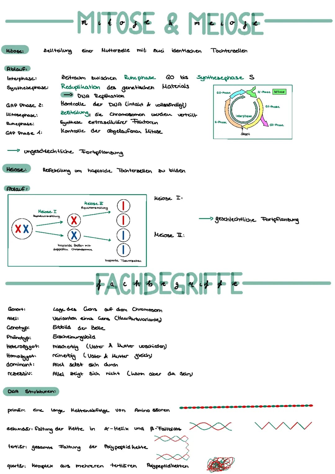 Genetik Lernzettel 