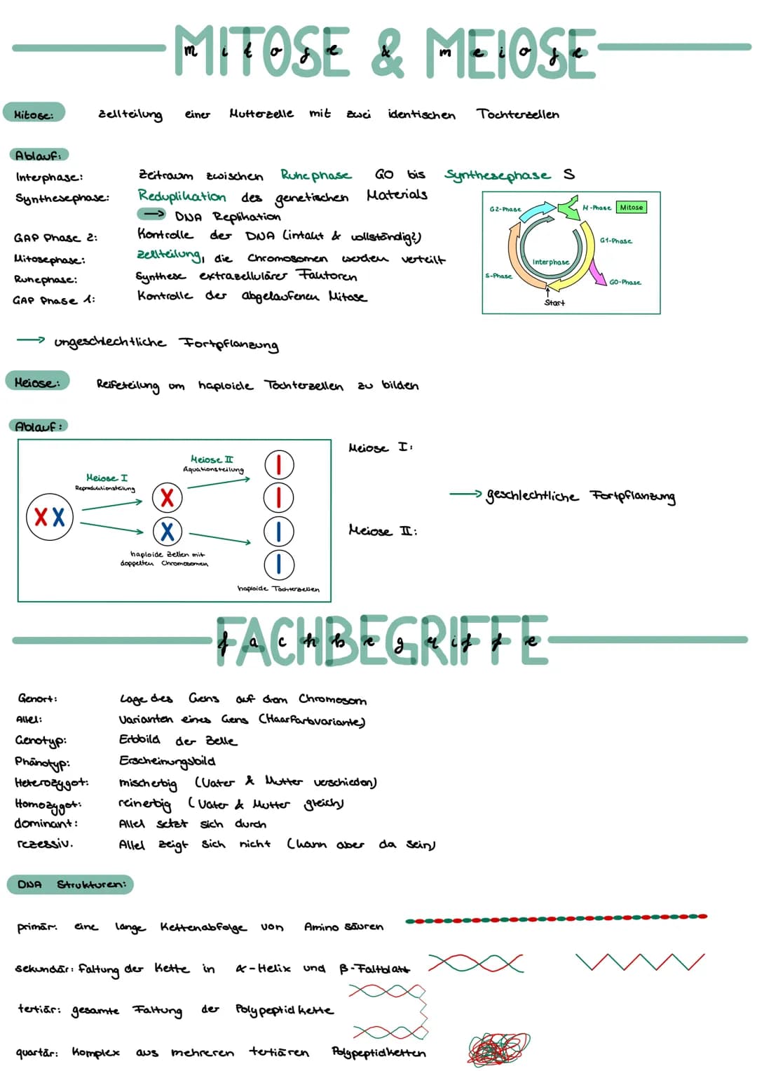 Mitose:
Ablauf:
Interphase:
Synthese phase:
GAP Phase 2:
Mitosephase:
Ruhephase:
GAP Phase 1:
Meiose:
Ablauf:
(XX)
Zellteilung einer Mutterz