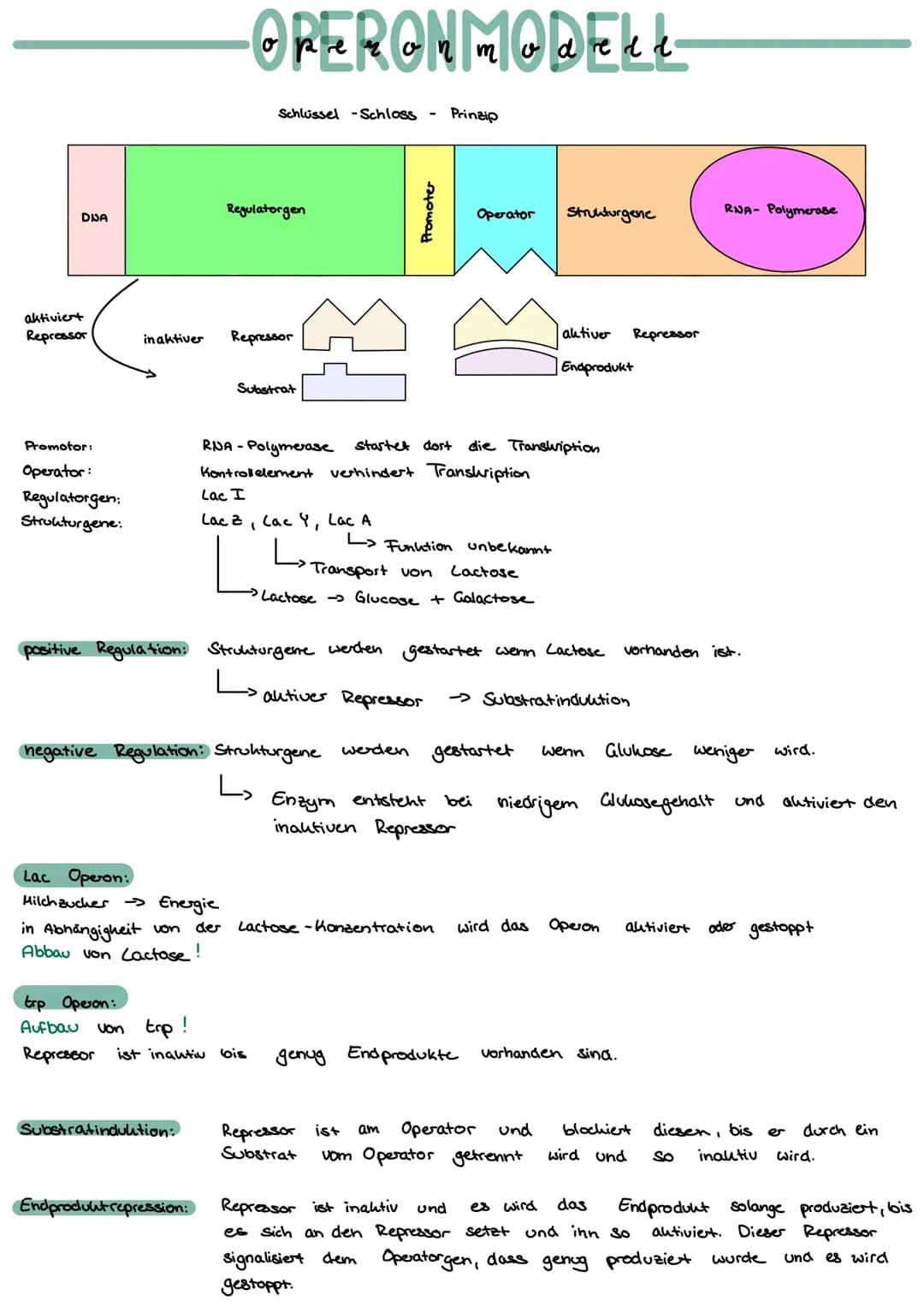 Mitose:
Ablauf:
Interphase:
Synthese phase:
GAP Phase 2:
Mitosephase:
Ruhephase:
GAP Phase 1:
Meiose:
Ablauf:
(XX)
Zellteilung einer Mutterz