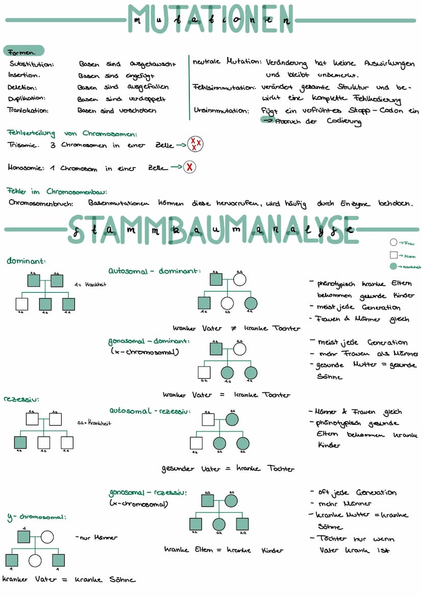 Mitose:
Ablauf:
Interphase:
Synthese phase:
GAP Phase 2:
Mitosephase:
Ruhephase:
GAP Phase 1:
Meiose:
Ablauf:
(XX)
Zellteilung einer Mutterz