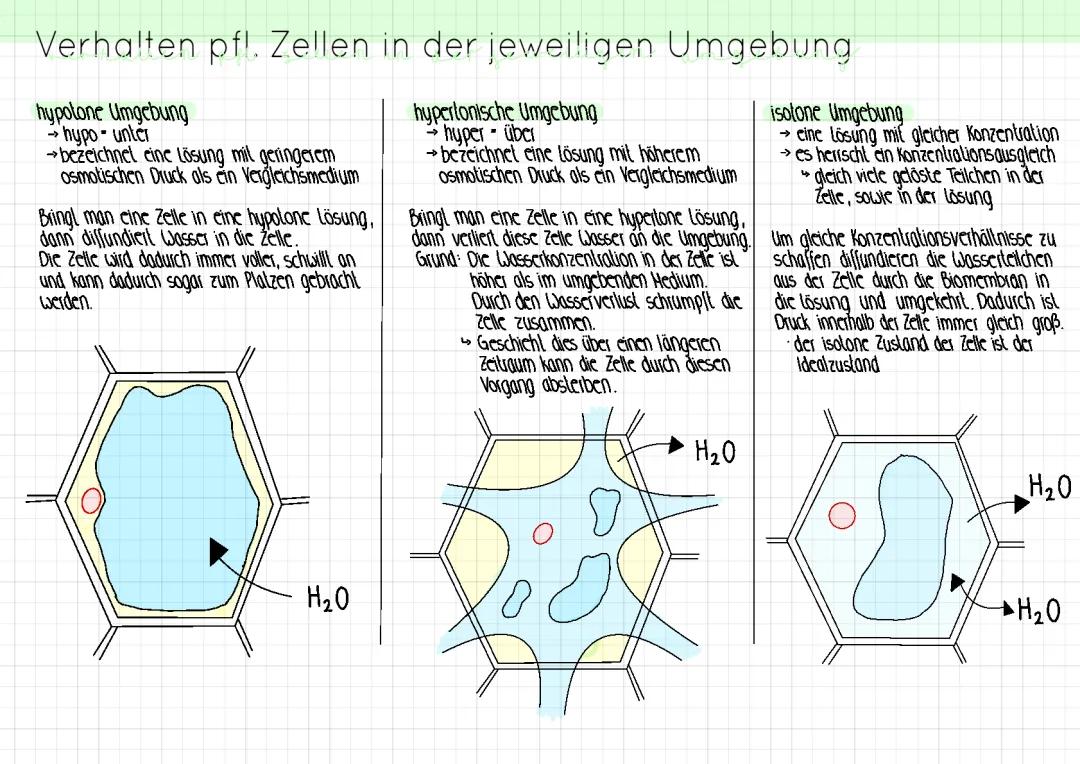 Plasmolyse und Deplasmolyse für Kinder: Was passiert mit der Zwiebel?