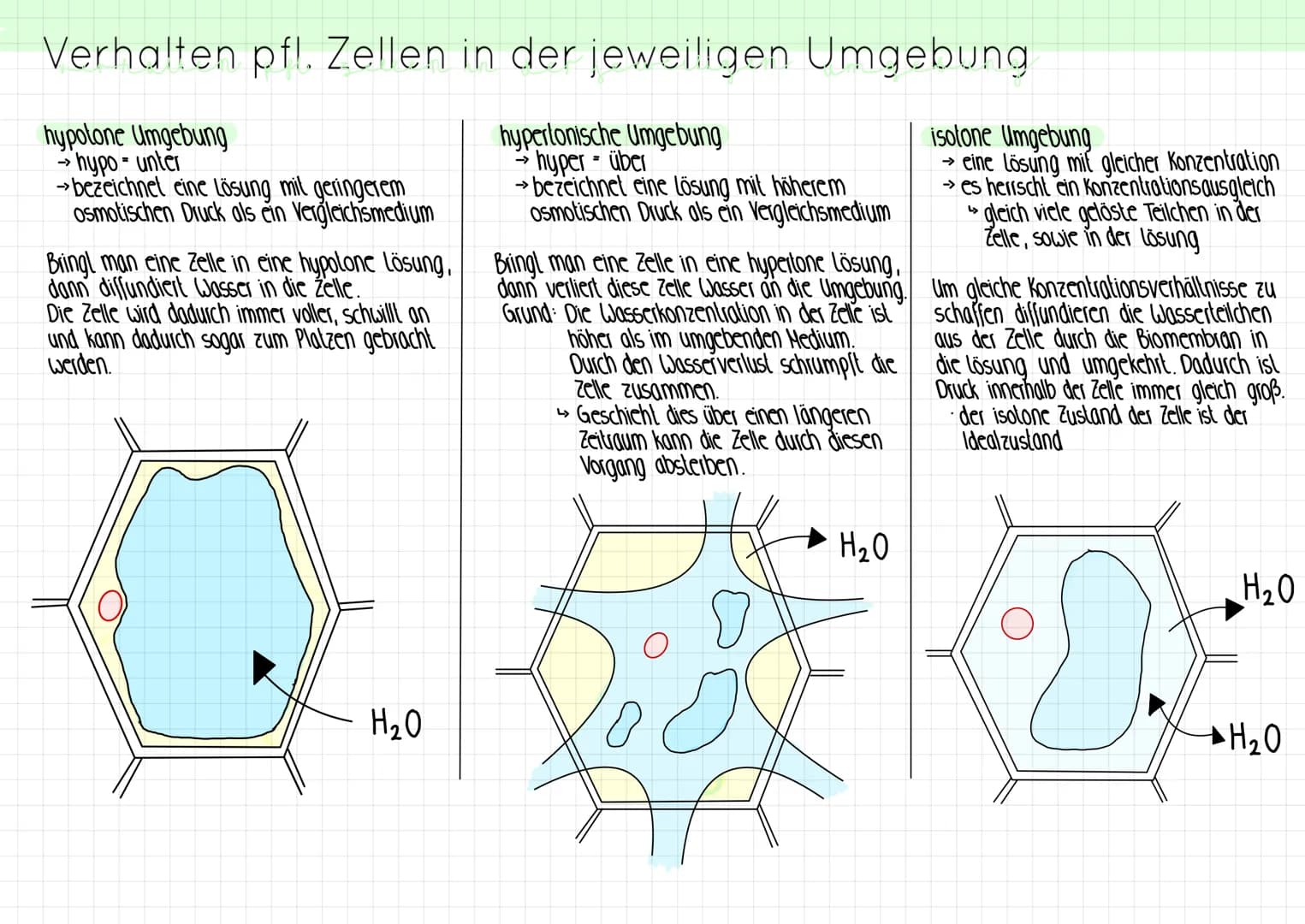 Verhalten pfl. Zellen in der jeweiligen Umgebung
hypertonische Umgebung
hyper- über
hypotone Umgebung
→ hypo- unter
->>>
→bezeichnet eine Lö