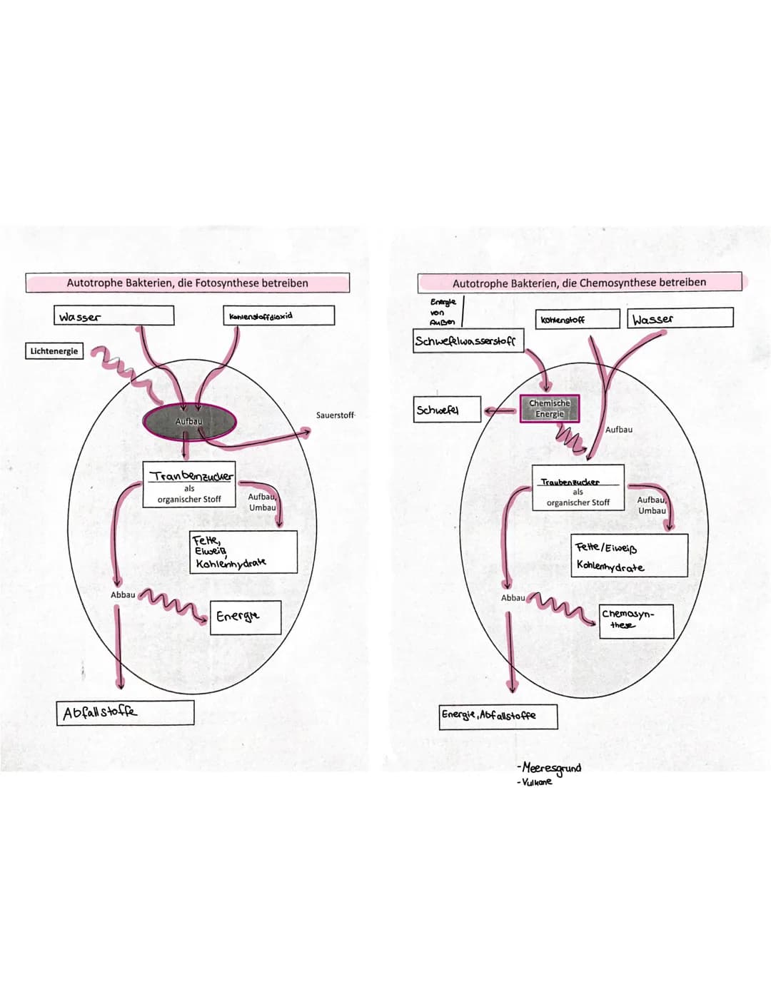 "T
о
21
BIOLOGIA 1. Mikroorganismen
1.1. Bau einer Bakterienzelle
plasmide
Zusät eliches genetisches Material
Material: Hier sind oft Inform