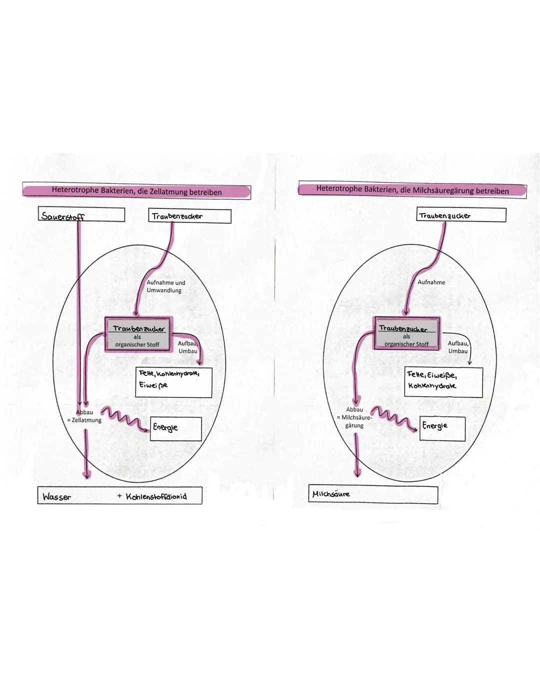 "T
о
21
BIOLOGIA 1. Mikroorganismen
1.1. Bau einer Bakterienzelle
plasmide
Zusät eliches genetisches Material
Material: Hier sind oft Inform