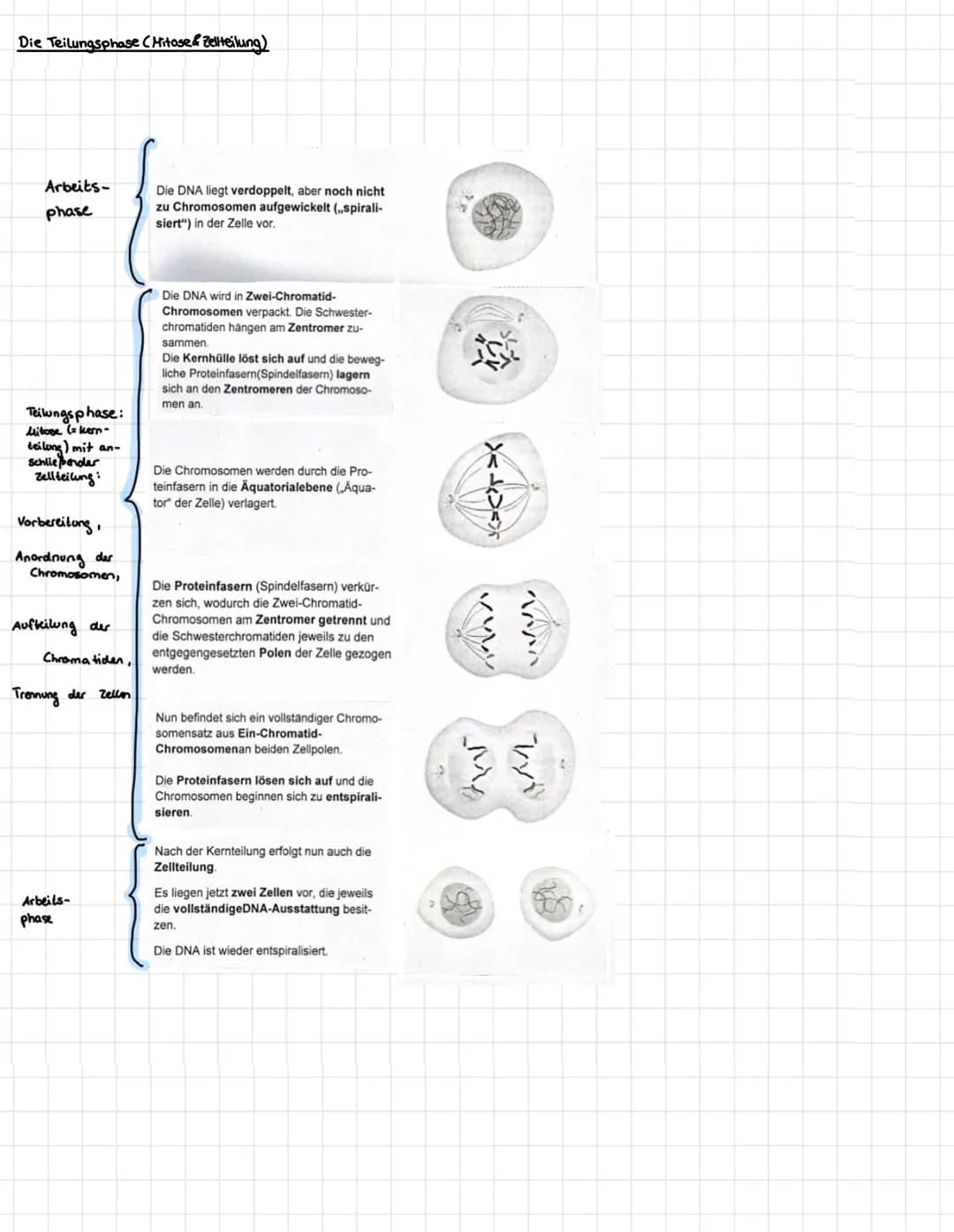 "T
о
21
BIOLOGIA 1. Mikroorganismen
1.1. Bau einer Bakterienzelle
plasmide
Zusät eliches genetisches Material
Material: Hier sind oft Inform