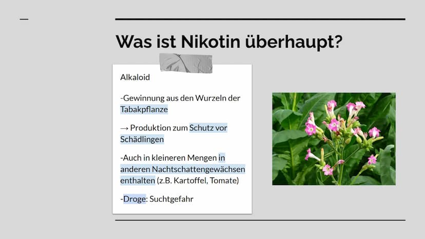 Das Nervengift
Nikotin GLIEDERUNG
WAS IST NIKOTIN? +
VERWENDUNG
ABLÄUFE IM GEHIRN
WIRKUNG
RISIKEN + GESUNDHEITLICHE
FOLGEN Was ist Nikotin
ü