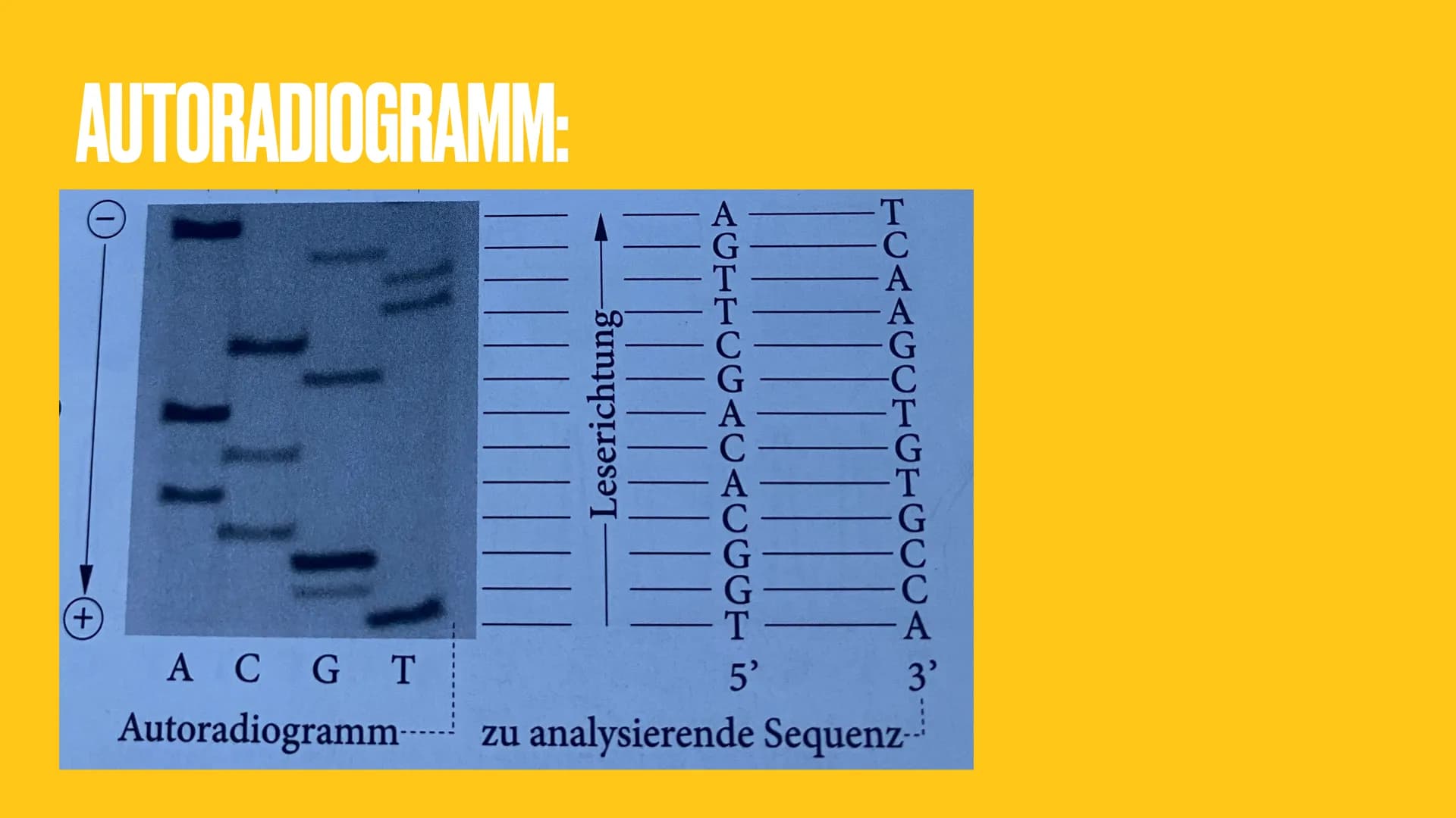 03.09.21
DNA-SEQUENZIERUNG
Eine Präsentation von Marie Reinhold THEMENÜBERSICHT
1. Was ist DNA-Sequenzierung?
2. Wofür braucht man die DNA-S