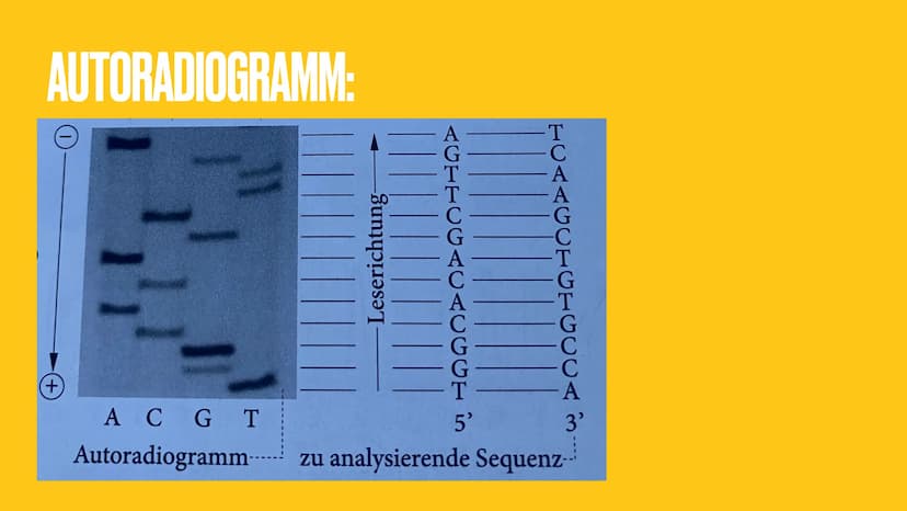 03.09.21
DNA-SEQUENZIERUNG
Eine Präsentation von Marie Reinhold THEMENÜBERSICHT
1. Was ist DNA-Sequenzierung?
2. Wofür braucht man die DNA-S