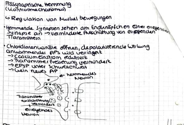 Know Präsynaptische Hemmung thumbnail