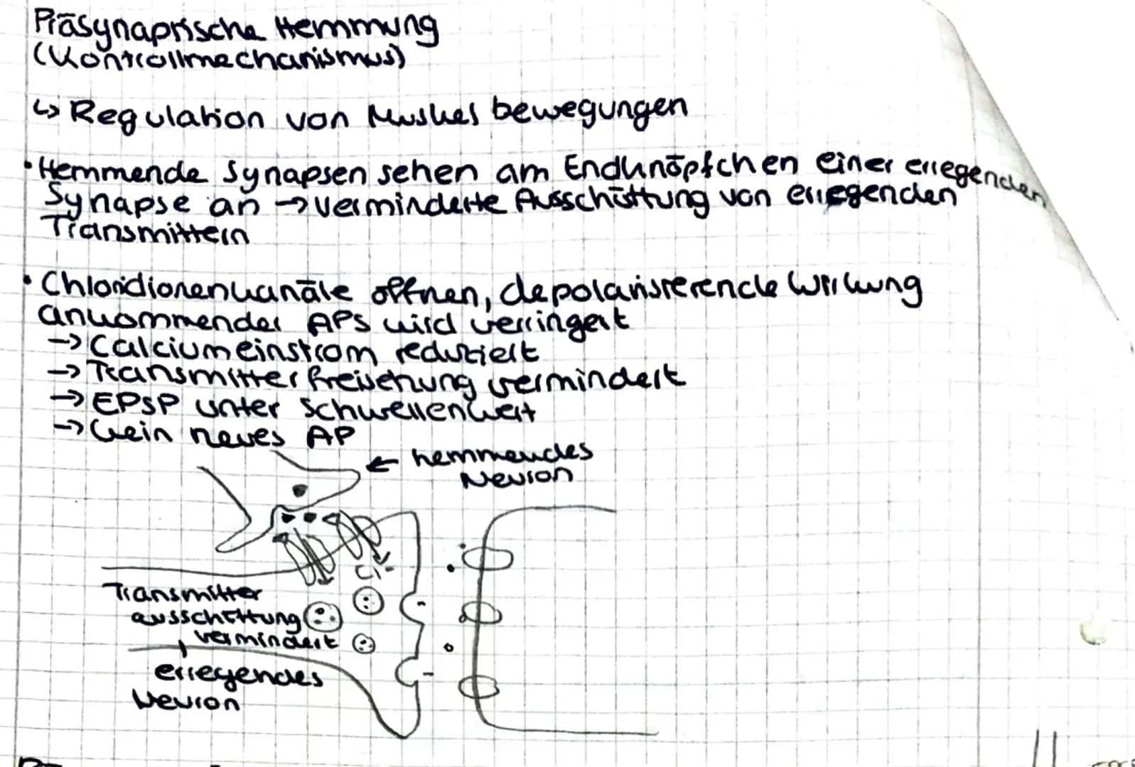 Prasynaprische Hemmung
(Kontrollmechanismus)
Regulation von Mushes bewegungen
Hemmende Synapsen sehen am Endunöpfchen einer erregenden
Synap