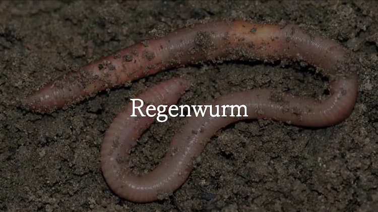 Know Regenwurm  thumbnail