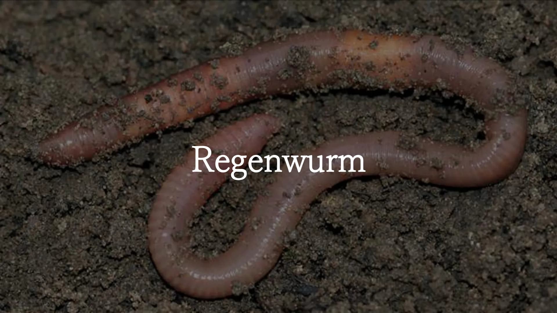 Regenwurm Der lateinische Name des Regenwurms lautet:
Lumbricidae Körperbau Der Körper des Regenwurms besteht aus
zahlreichen Gliedern (Segm