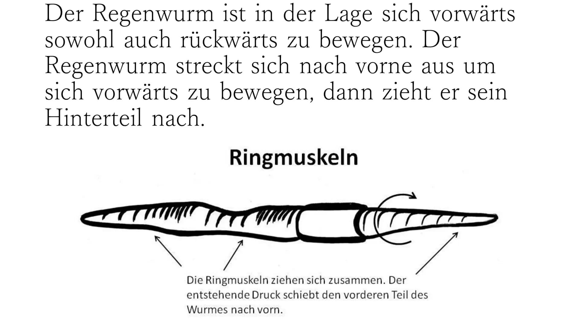 Regenwurm Der lateinische Name des Regenwurms lautet:
Lumbricidae Körperbau Der Körper des Regenwurms besteht aus
zahlreichen Gliedern (Segm