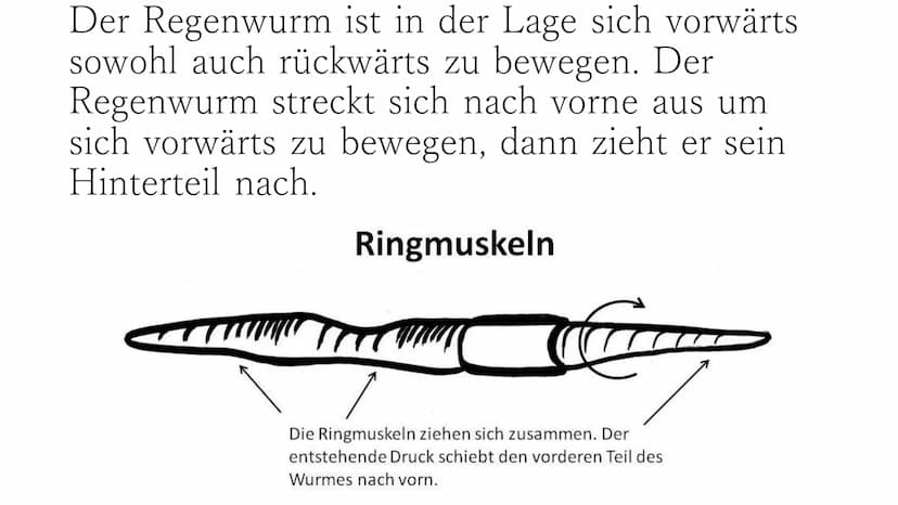 Regenwurm Der lateinische Name des Regenwurms lautet:
Lumbricidae Körperbau Der Körper des Regenwurms besteht aus
zahlreichen Gliedern (Segm