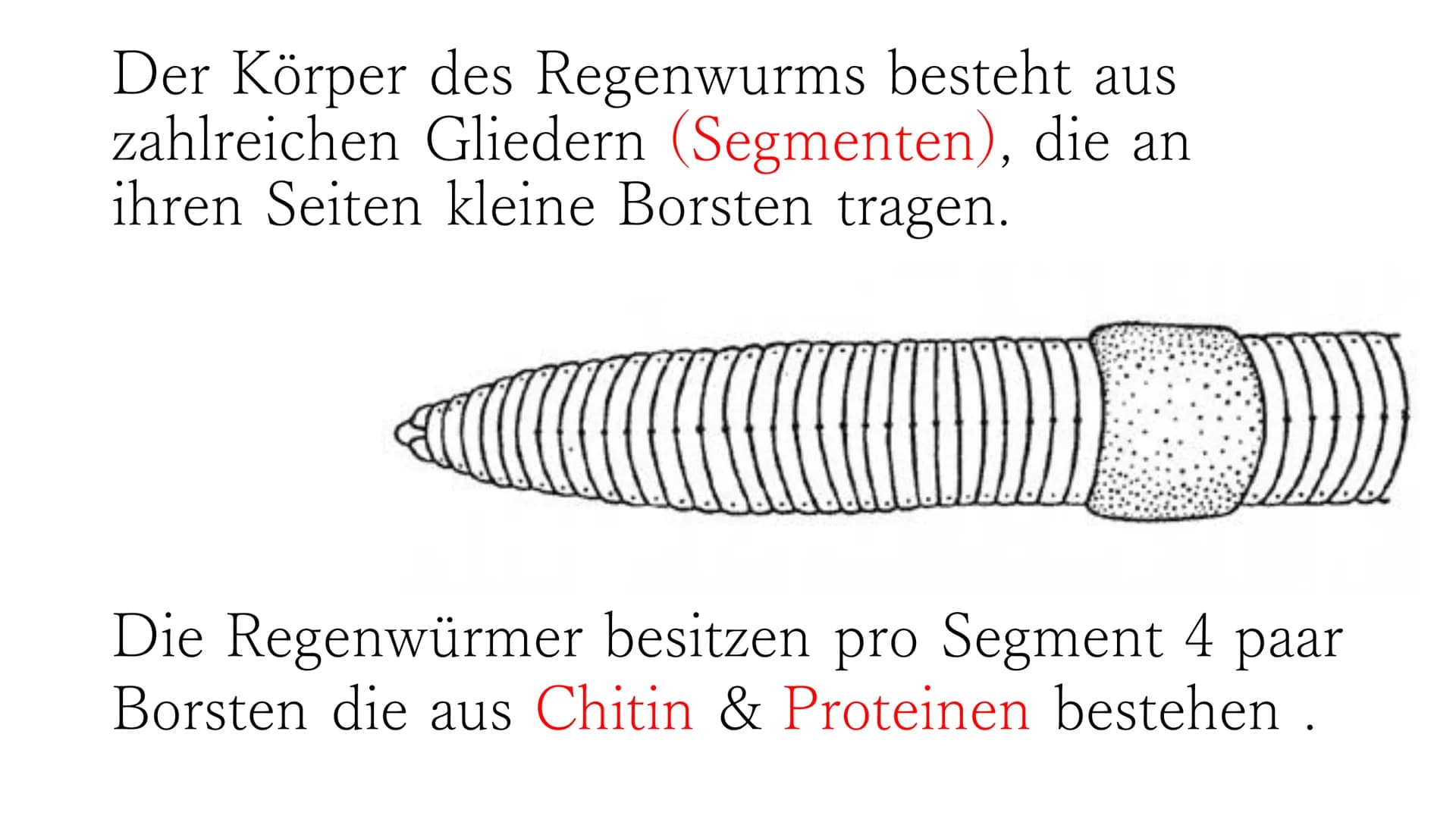 Regenwurm Der lateinische Name des Regenwurms lautet:
Lumbricidae Körperbau Der Körper des Regenwurms besteht aus
zahlreichen Gliedern (Segm