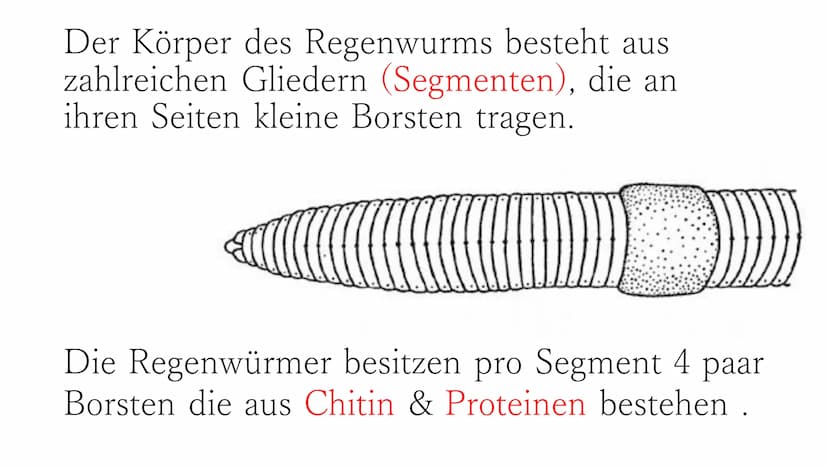 Regenwurm Der lateinische Name des Regenwurms lautet:
Lumbricidae Körperbau Der Körper des Regenwurms besteht aus
zahlreichen Gliedern (Segm