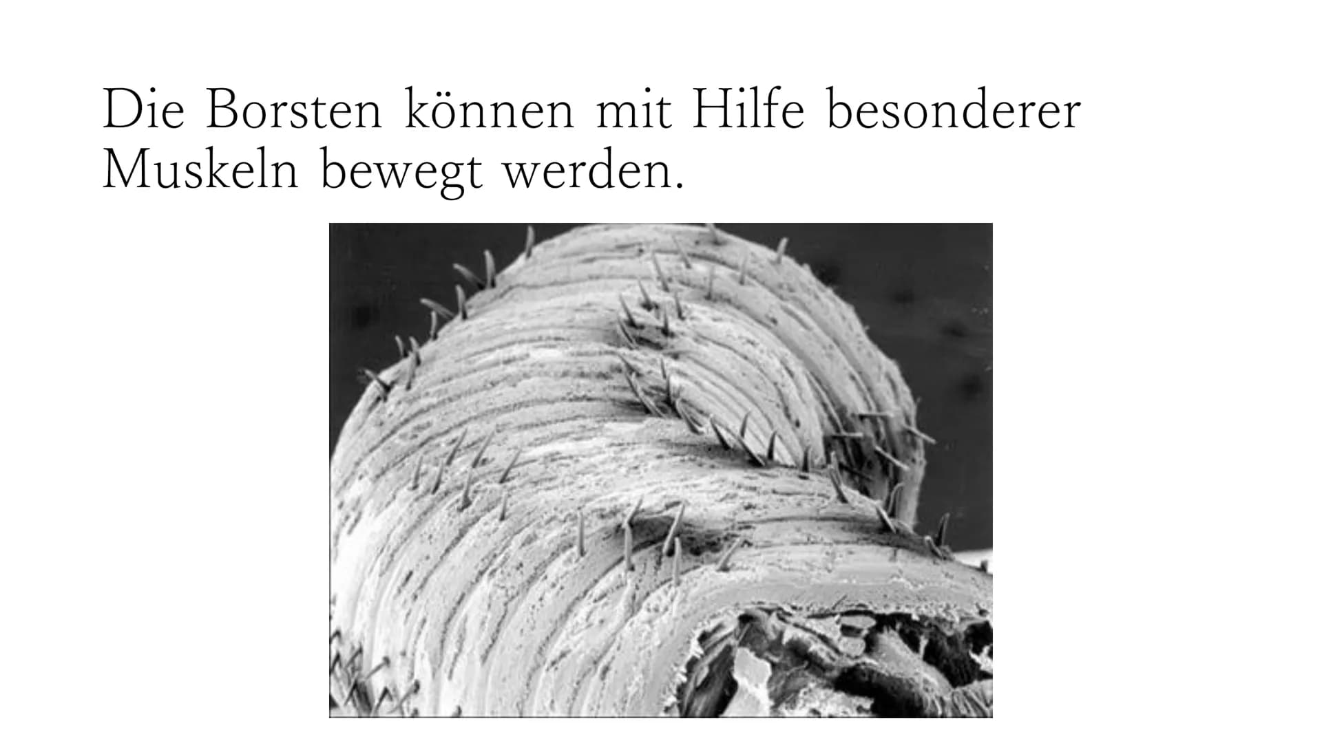 Regenwurm Der lateinische Name des Regenwurms lautet:
Lumbricidae Körperbau Der Körper des Regenwurms besteht aus
zahlreichen Gliedern (Segm