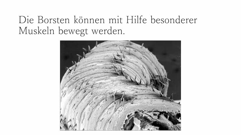 Regenwurm Der lateinische Name des Regenwurms lautet:
Lumbricidae Körperbau Der Körper des Regenwurms besteht aus
zahlreichen Gliedern (Segm