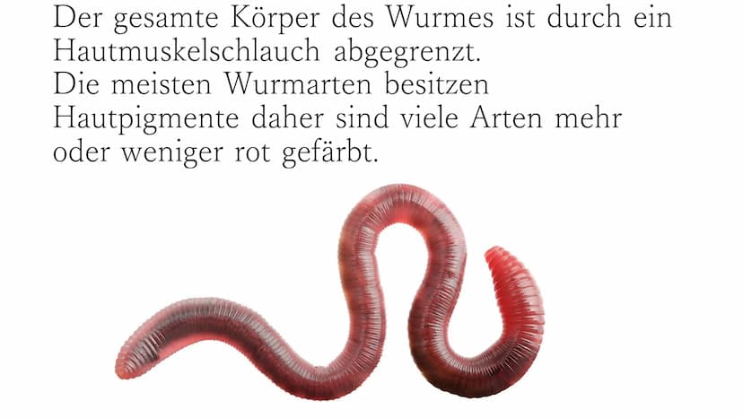 Regenwurm Der lateinische Name des Regenwurms lautet:
Lumbricidae Körperbau Der Körper des Regenwurms besteht aus
zahlreichen Gliedern (Segm