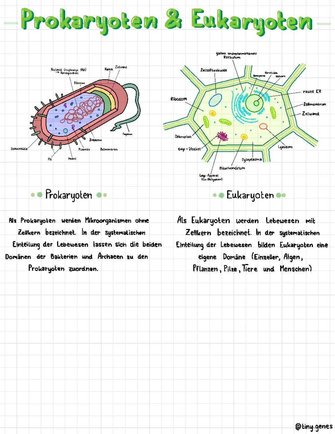 Prokaryoten und Eukaryoten
