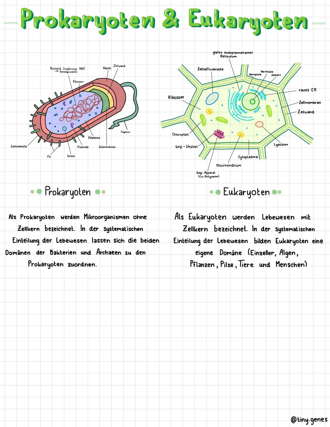 Prokaryoten & Eukaryoten
Schleimhülle
Nucleoid (ringformige RNA)
Kernäquivalent
VUCTED
Pili
Ribosom
Vesikel
Zelplasma
Plasmide
Kapsel
Zellwa