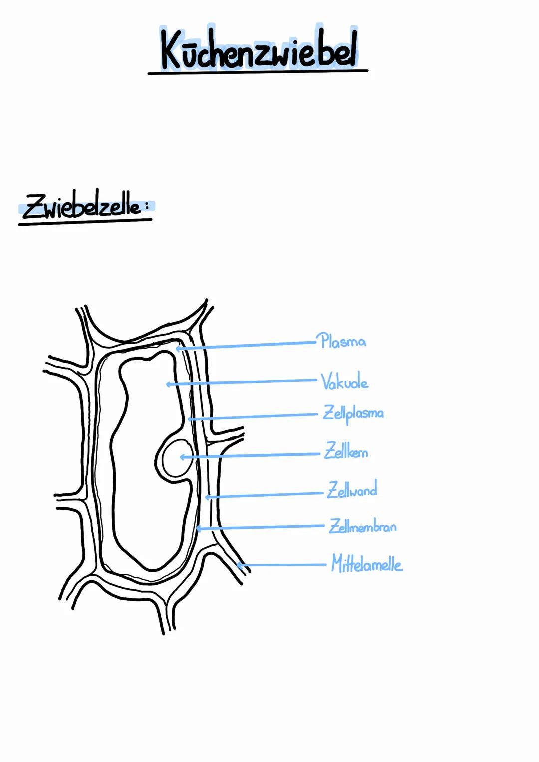 Zwiebelzelle
Küchenzwiebel
-Plasma
Vakuole
Zellplasma
Zellkern
-Zellwand
-Zellmembran
Mittelamelle