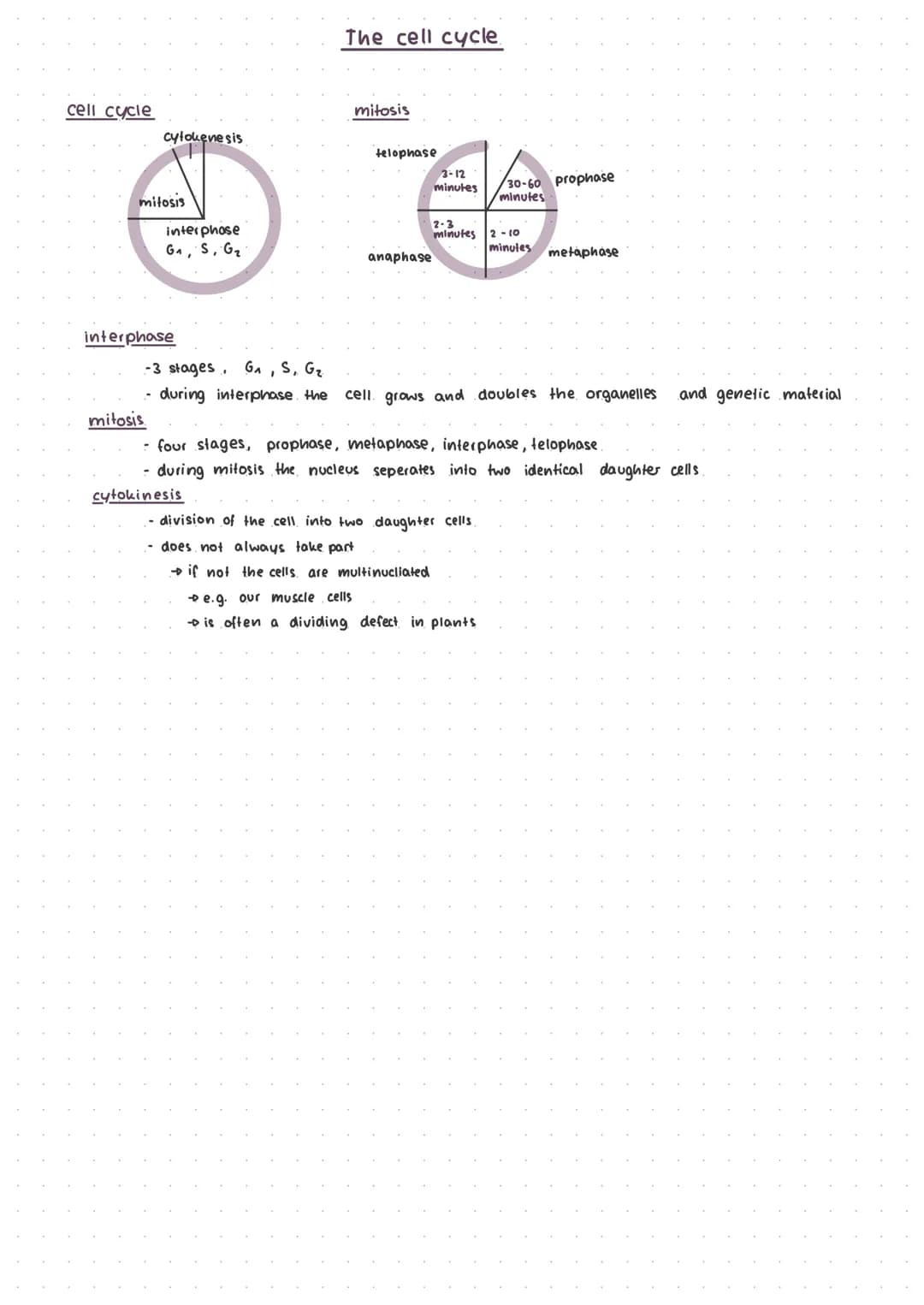 cell cycle
mitosis
cytokenesis
interphase
mitosis.
interphose
G₁, S, G₂
-
The cell cycle.
mitosis
cytokinesis
telophase
anaphase
3-12
minute