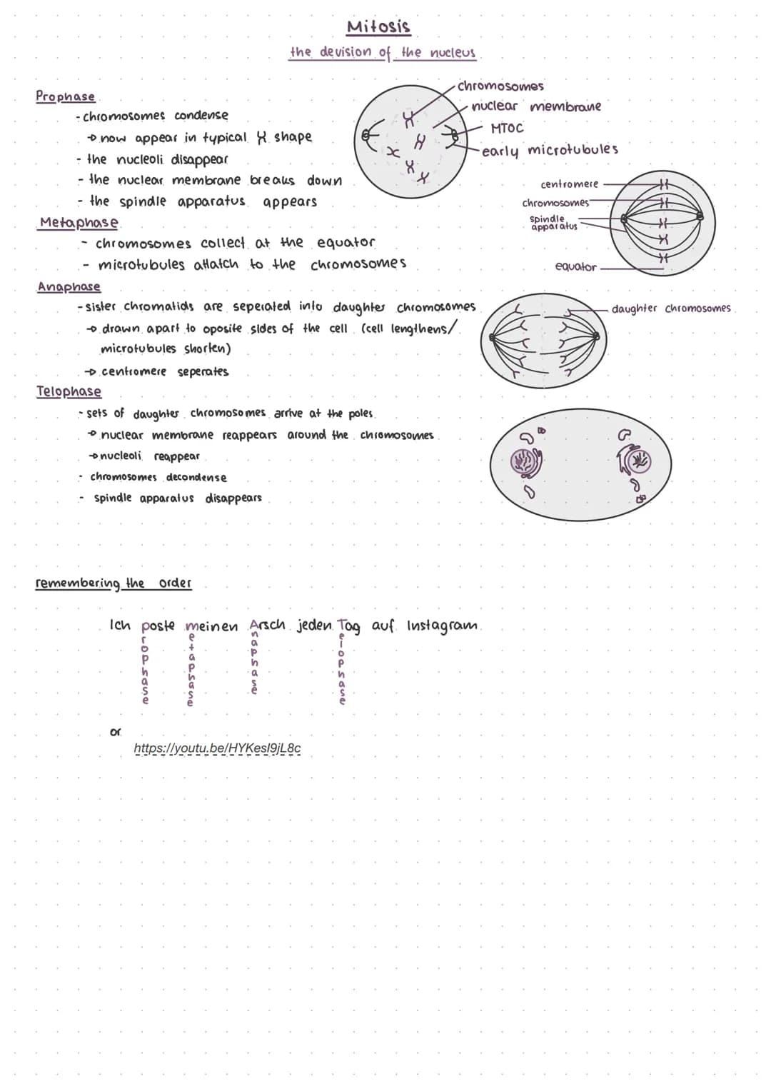 cell cycle
mitosis
cytokenesis
interphase
mitosis.
interphose
G₁, S, G₂
-
The cell cycle.
mitosis
cytokinesis
telophase
anaphase
3-12
minute