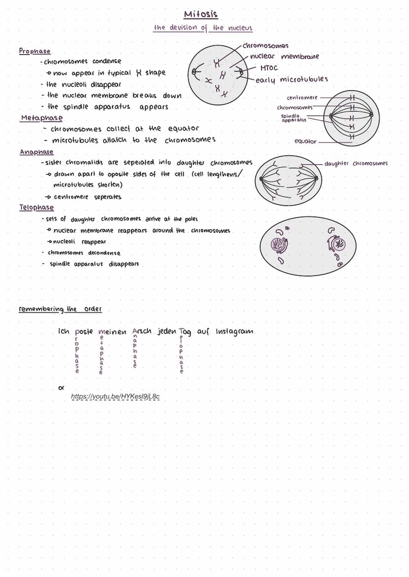 cell cycle
mitosis
cytokenesis
interphase
mitosis.
interphose
G₁, S, G₂
-
The cell cycle.
mitosis
cytokinesis
telophase
anaphase
3-12
minute
