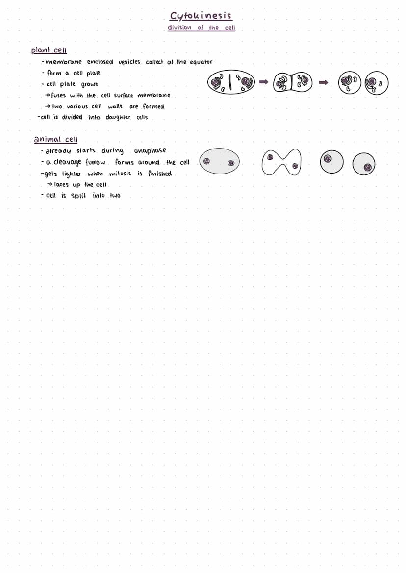 cell cycle
mitosis
cytokenesis
interphase
mitosis.
interphose
G₁, S, G₂
-
The cell cycle.
mitosis
cytokinesis
telophase
anaphase
3-12
minute