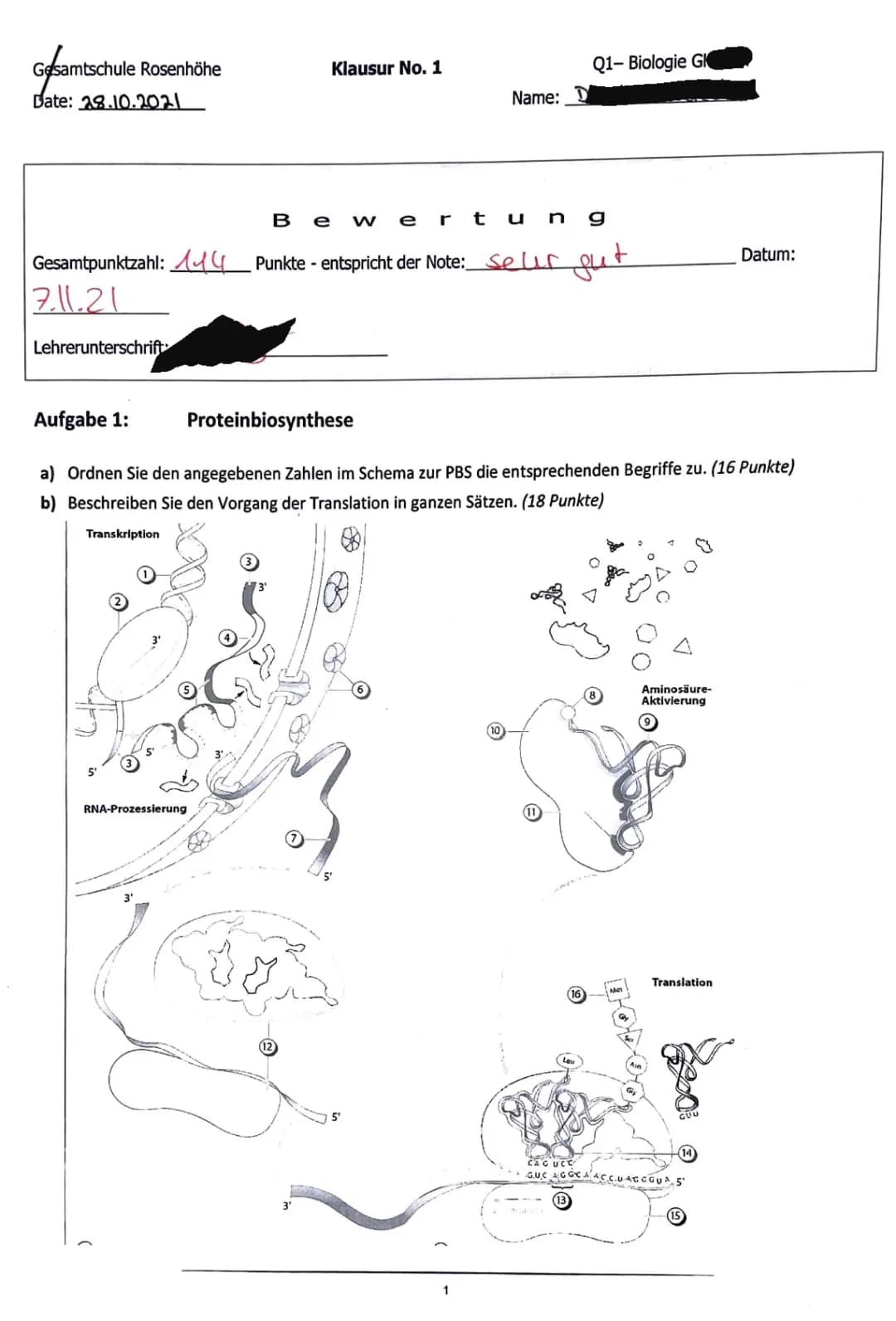 Proteinbiosynthese: Einfach erklärt und Zusammenfassung