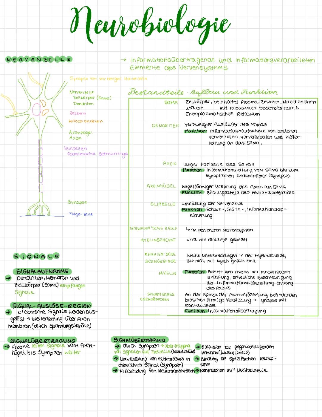 Nervenzelle: Aufbau, Funktion und Synapse erklärt