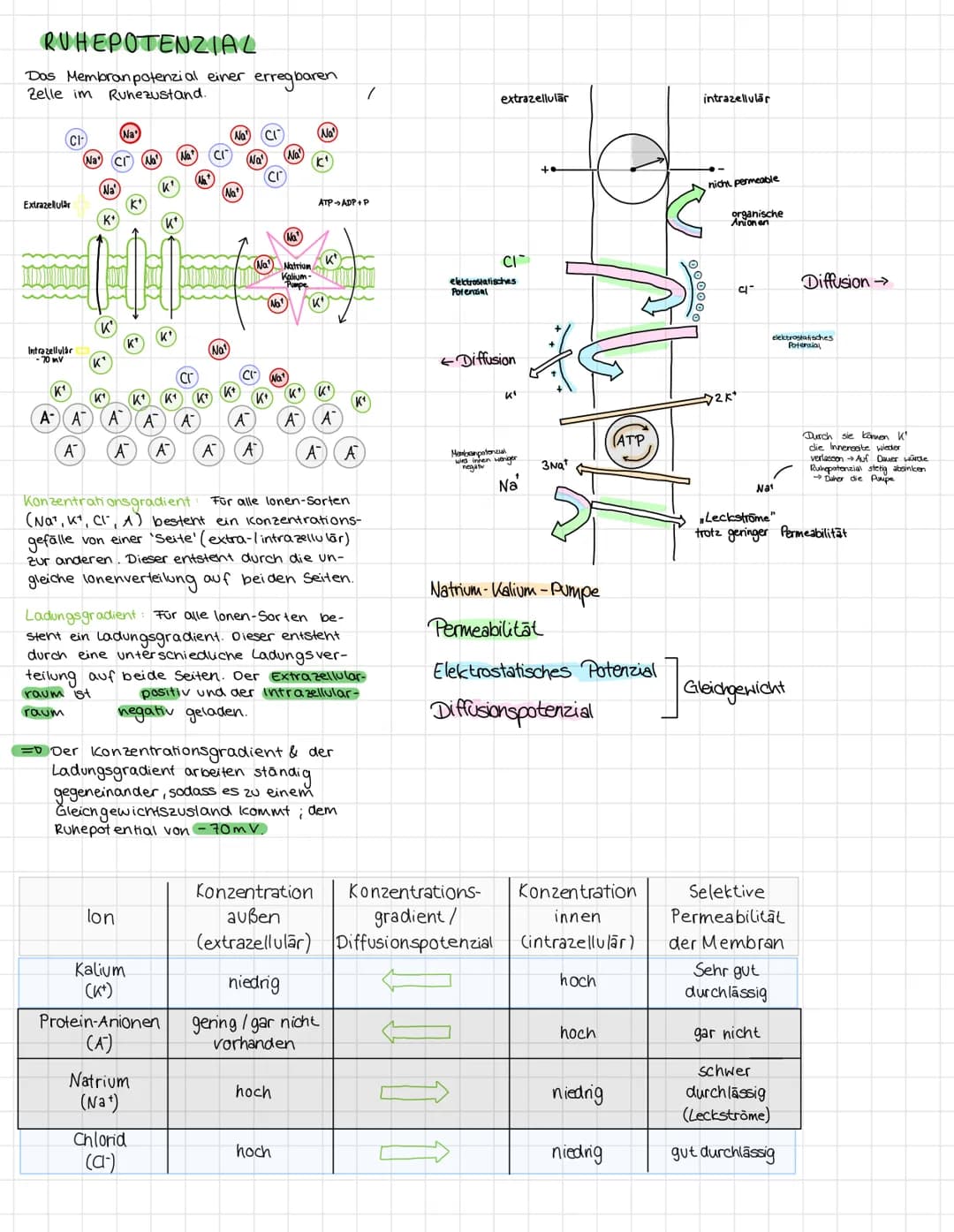 NERVENZELLE
20
Neurobiologie
SIGNALE
Synapse von vorrenger Nervenzelle
Nervenzelle
Zellkörper (Soma)
Dendriten
Zellkern
Mitoch on drien
Axon