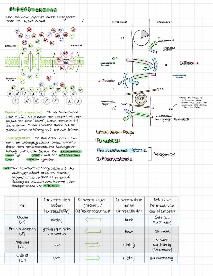 NERVENZELLE
20
Neurobiologie
SIGNALE
Synapse von vorrenger Nervenzelle
Nervenzelle
Zellkörper (Soma)
Dendriten
Zellkern
Mitoch on drien
Axon