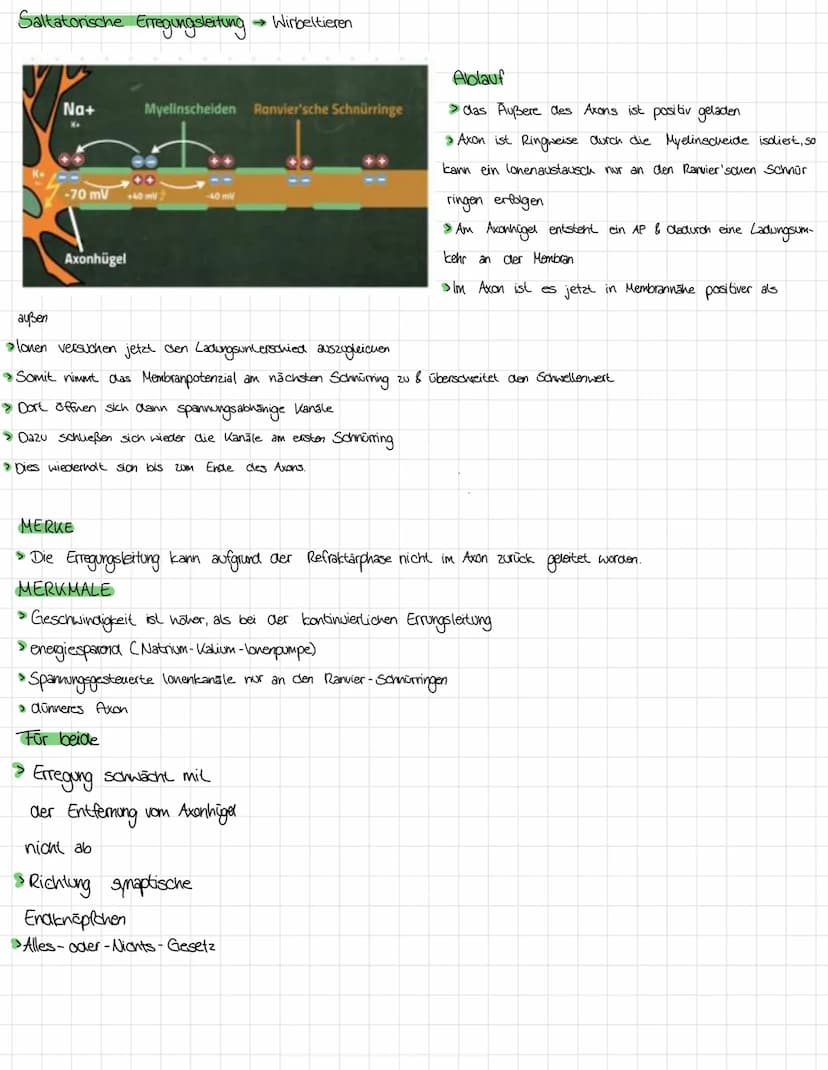 NERVENZELLE
20
Neurobiologie
SIGNALE
Synapse von vorrenger Nervenzelle
Nervenzelle
Zellkörper (Soma)
Dendriten
Zellkern
Mitoch on drien
Axon