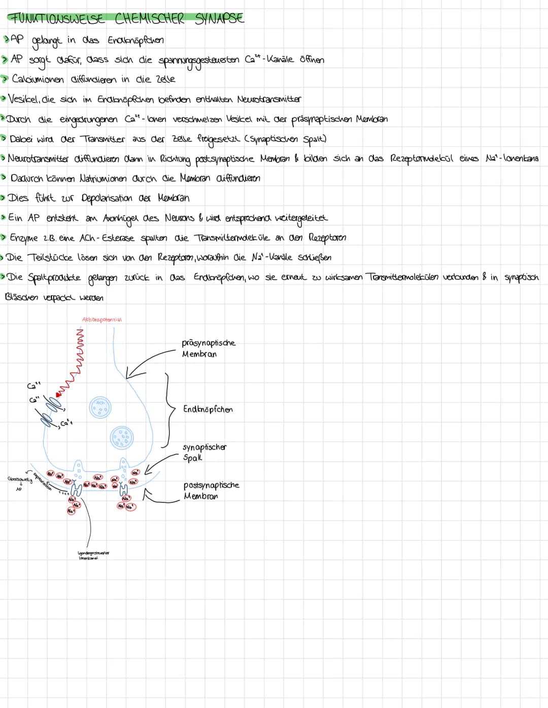 NERVENZELLE
20
Neurobiologie
SIGNALE
Synapse von vorrenger Nervenzelle
Nervenzelle
Zellkörper (Soma)
Dendriten
Zellkern
Mitoch on drien
Axon
