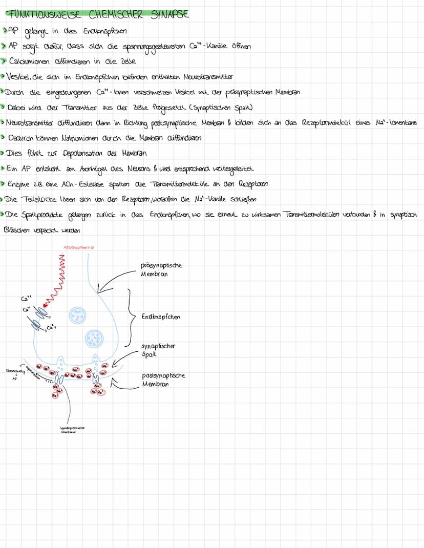 NERVENZELLE
20
Neurobiologie
SIGNALE
Synapse von vorrenger Nervenzelle
Nervenzelle
Zellkörper (Soma)
Dendriten
Zellkern
Mitoch on drien
Axon