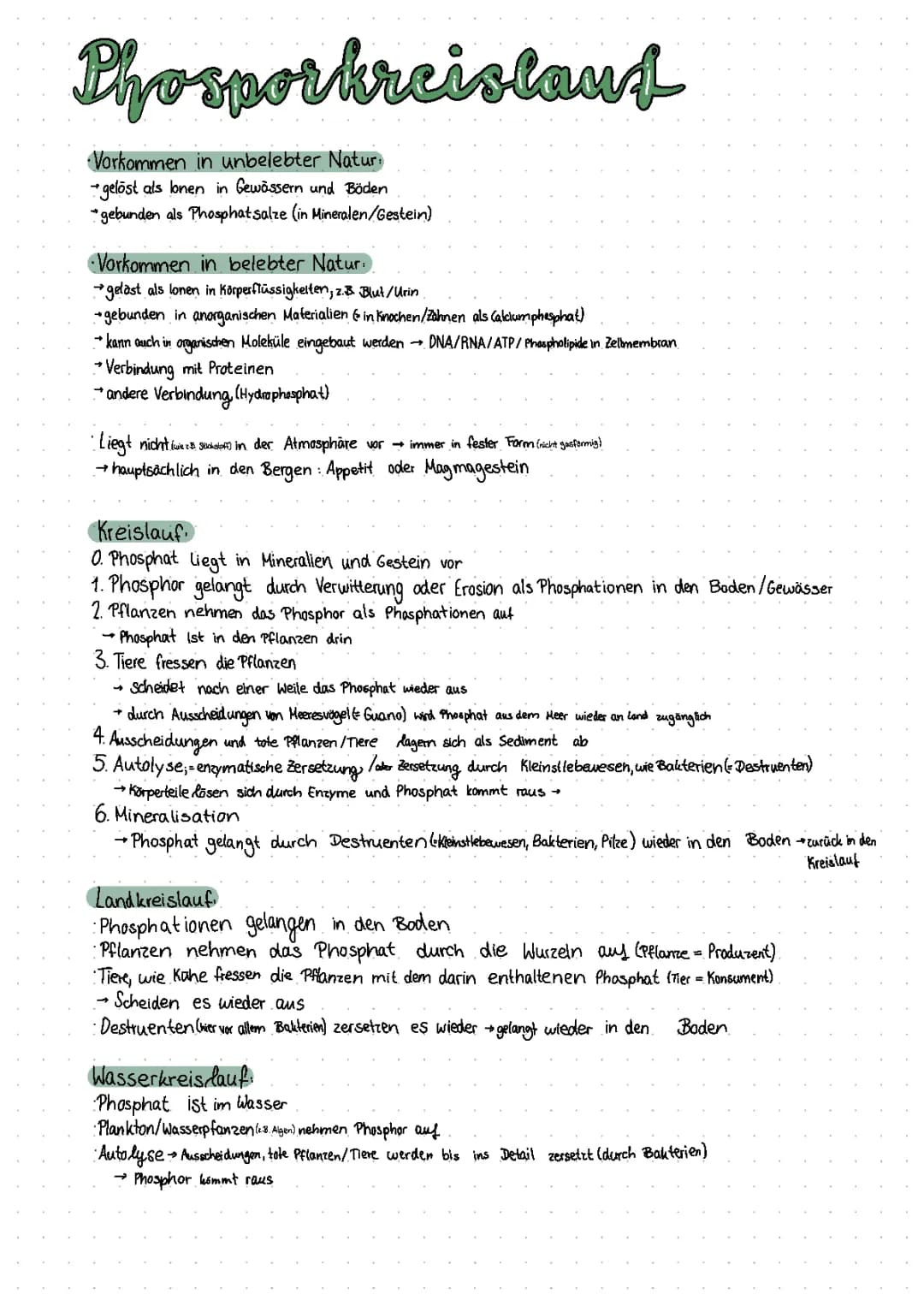 Phosphorkreislauf 