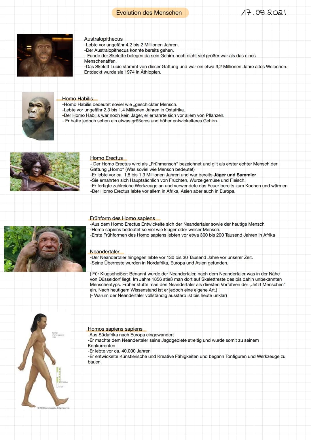 Evolution des Menschen
Posapent
Homo Habilis
-Homo Habilis bedeutet soviel wie ,,geschickter Mensch.
-Lebte vor ungefähr 2,3 bis 1,4 Million