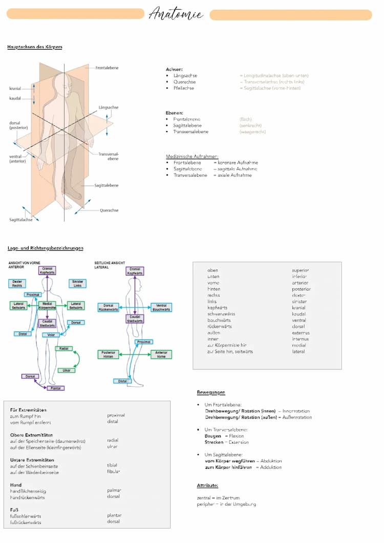 Know Anatomie (Bewegungsapparat, Knochen, Muskeln, Haut, Nagel, Herz + Arterien und Venen) thumbnail